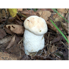 Мицелий Подосиновика белого (Leccinum percandidum) Мицелий Подосиновика белого (Leccinum percandidum)
